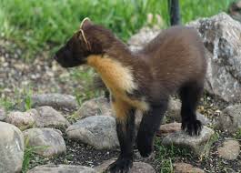 Image result for marten poop