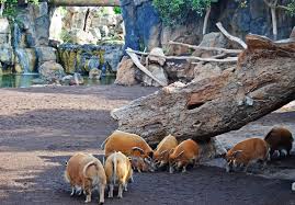 Piara De Potamoqueros Rojos Herd Of Red River Hogs