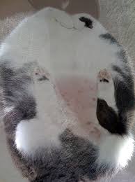 21 Pictures Of Cats On Glass Cats On Glass Tables Cat Sitting Funny Cat Pictures