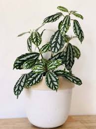 Check spelling or type a new query. 12 Low Maintenance Houseplants Safe For Cats Dogs Swift Wellness