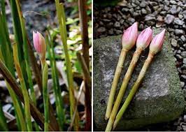 Wild Ginger Flower Buds Or Torch Ginger Is One Of The Most Popular Herbs Of Oriental Cuisines The Pink Petals F Ginger Flower Torch Ginger Flower Torch Ginger