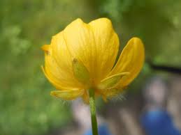 Image result for Ranunculus acris