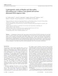 Image result for Synandrodaphne paradoxa