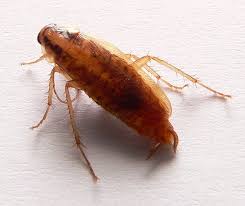 Using the products and methods suggested you will get control of german cockroaches. Bug Of The Month For February German Cockroach