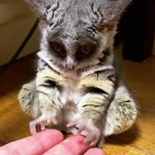 A Very Small Bush Baby Yawn Video In 2020 Cute Baby Animals Cute Animals Funny Animal Videos