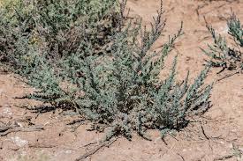 Image result for Suaeda