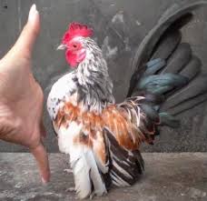 Halo sahabat pediajika mimpi anda adalah memiliki kawanan ayam kebun belakang yang indah dan semarak yang akan menyenangkan untuk ditonton dan bisa memberi. Varian Ayam Kate Dan Faktor Penentu Harga Jualnya