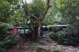 Bukit lawang is a small village in northern sumatra, a popular destination for travellers who want to immerse themselves in the wild green jungle. Bukit Lawang Orangutan Experience In Sumatra Indonesia Apenoni