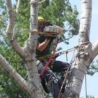 We Have A Expert Team For Tree Removal Services In Fairfax Va We Always Insure No Damage To Be Occurred In The Sur Tree Care Tree Removal Service Tree Removal