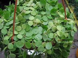 Discover different types of succulents for the succulent collector who is looking for more interesting plants to add to their succulent garden design. 7 Popular Hanging Succulent Plants World Of Succulents
