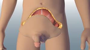 Image result for penis