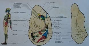 the similarities between the world federation of acupuncture