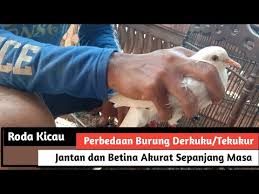 Dari situ anda akan memperoleh keturunan f2 (sinom f2), lalu kemudian untuk derkuku sinom f2 betina di kawinkan tau di silangkan lagi dengan. Perbedaan Ciri Ciri Tekukur Jantan Dan Tekukur Betina Lagu Mp3 Mp3 Dragon