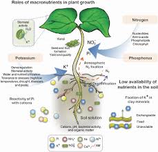 Macronutrients are nutrients that are required in larger amounts by plants and other living organisms. Plant Reproduction An Overview Sciencedirect Topics