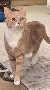 It’s cat walk Monday!, ., Get it girls, and boys! Walk that walk! Sashay,  sashay, sashay sashay sashay!, ., Happy start of the week friends!