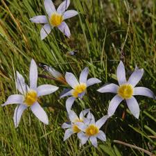 Image result for Romulea