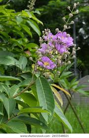 Image result for Lagerstroemia speciosa