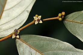 Image result for Monanthotaxis trichantha