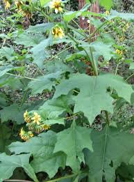 Image result for Polystachya walravensiana