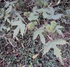 Image result for Girardinia diversifolia