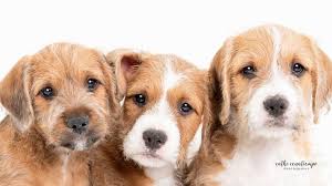 Maybe you would like to learn more about one of these? Love Connection Dog Rescue Dog Adoption Chandler Arizona