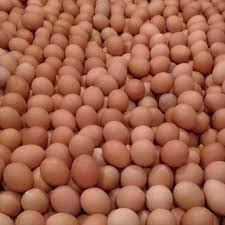 We did not find results for: Wijaya Telur Ayam Negeri Curah Terbaru Agustus 2021 Harga Murah Kualitas Terjamin Blibli