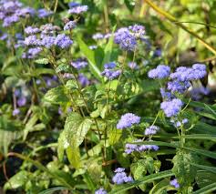 Image result for Nectaropetalum