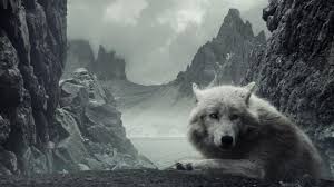 Best 40 Lobo Wallpaper On Hipwallpaper Lobo Wallpaper Cisco Lobo Wallpaper And Globo Gym Wallpaper Looking for the best lobo wallpapers? best 40 lobo wallpaper on hipwallpaper