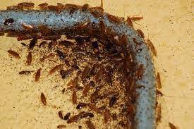 •mélangez l'acide borique avec une quantité égale de sucre, de farine ou de semoule de maïs. Les Nids De Cafard Comment S En Debarrasser Definitivement