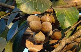 Image result for Terminalia bellirica