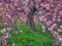 With upright branches that spread as the tree ages, kwanzan features abundant, double flowers. Kwanzan Cherry Trees Buying Growing Guide Trees Com