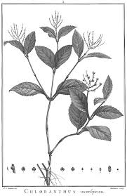 Image result for Prismatocarpus cordifolius