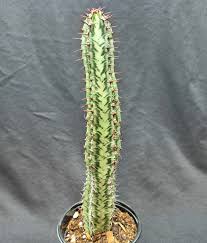 Image result for Euphorbia epicyparissias