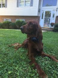 Tumblr is a place to express yourself, discover yourself, and bond over the stuff you love. Golden Irish Puppies From Our North Carolina Home To Yours Golden Retriever Irish Setter Mix Irish Setter Mix Irish Setter