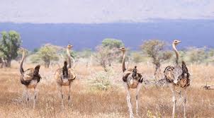 Image result for Terminalia kilimandscharica