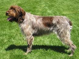 In contrast, buying wirehaired pointing griffons from breeders can be prohibitively expensive. Wire Haired Pointing Griffon Breeders Puppies And Breed Information Dogs Australia