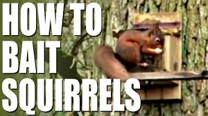 Use of subterranean explosives in ground squirrel control may be emotionally gratifying and tremendously entertaining, but not recommended for homeowners unfamiliar with ordnance use. How To Bait Squirrels Youtube