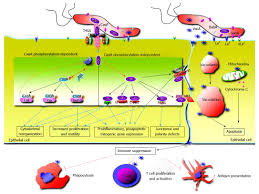 Role Of Helicobacter Pylori Infection In Pathogenesis Of Gastric Carcinoma