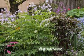 Image result for Dicentra spectabilis alba