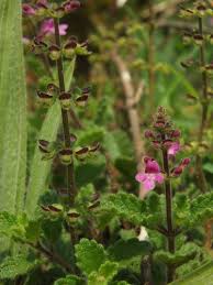 Image result for Endostemon tereticaulis