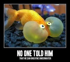 Survival Preppers Prepping Shtf Preparedness Bagessentials Sgp Right Animal Humour Cute Funny Animals Funny Animal Pictures