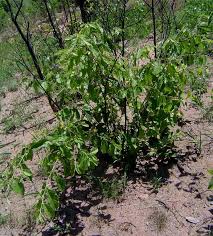 Image result for Grewia decemovulata