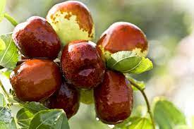 Longan (dimocarpus longan) is in the same family, sapindaceae, as its better known relative, the lychee tree. 7 Unique Fruit Trees For Southern California