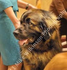 Gallery Leonberger Club Of America National Specialty 2011 Lca Home Leonberger Club Of America Masonhaus Leos Leonberger Puppies Breeder America Dogs Dog Breeds
