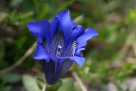 Image result for Belonophora coffeoides