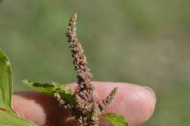 Image result for Amaranthus viridis
