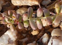 Image result for Crassula expansa