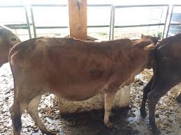 Dikir barat kelantan album 2. Jualan Ternakan Hidup Di Kolej Vokasional Dato Lela Rembau Negeri Sembilan Lembu Kedah Kelantan