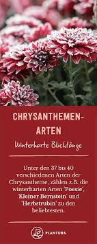 Chrysanthemen Arten Die Schonsten Fur Den Garten Mit Bildern Chrysanthemen Winterharte Balkonpflanzen Winterharte Blumen