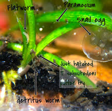 We did not find results for: Spotted Congo Puffer Breeding Project Journal Photos Videos Journals C A R E